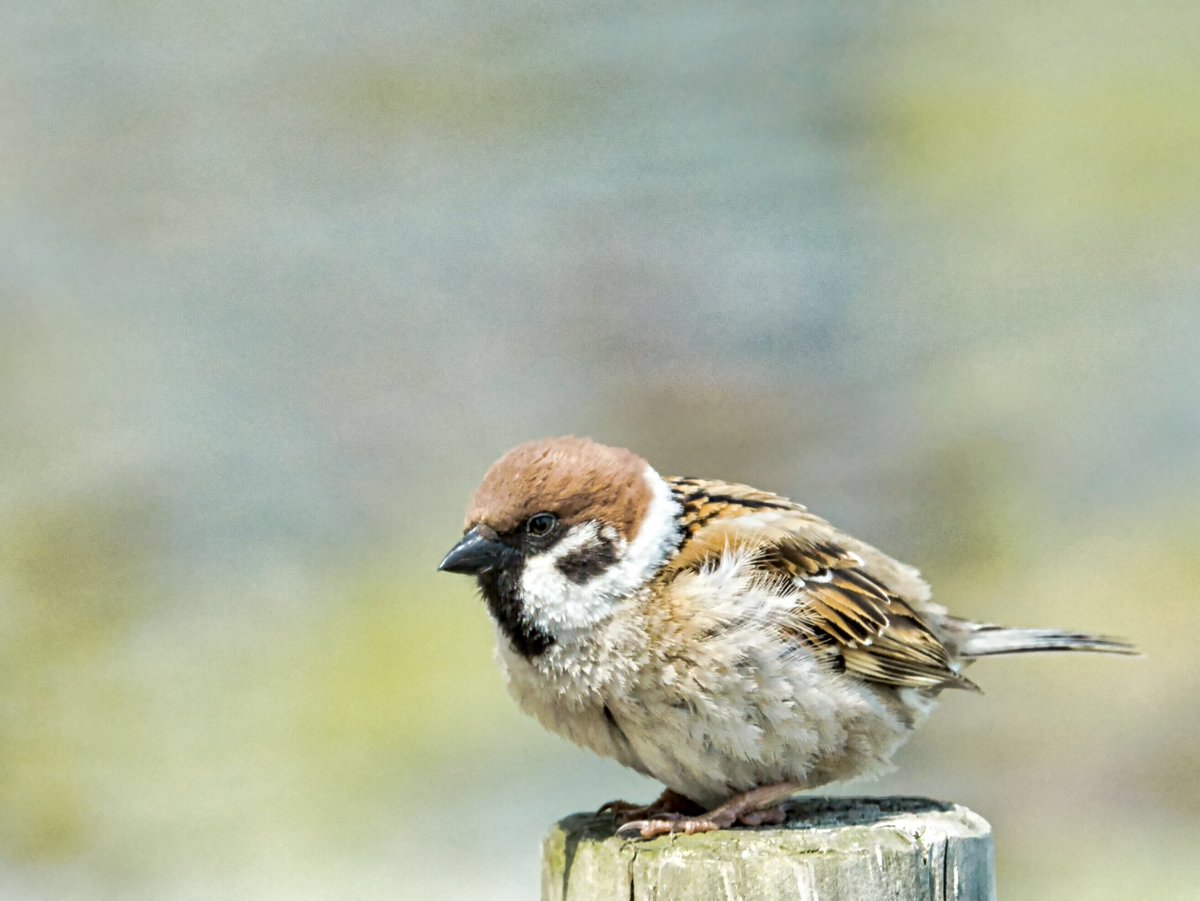 ミヨチュン Miyocyun Twitter