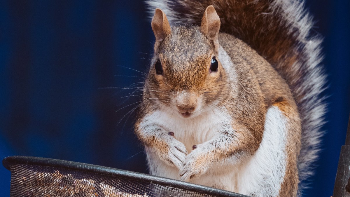 SciStarter's tweet photo. Squirrels are more mysterious than they seem! Study these neighborhood critters with Project Squirrel to uncover the secrets of squirrel ecology. https://t.co/Q4O5sWCJVi
πΏοΈ
#ProjectSquirrel @HefnerMuseum @MiamiUniversity #CitizenScience https://t.co/QYhyF0hAkV