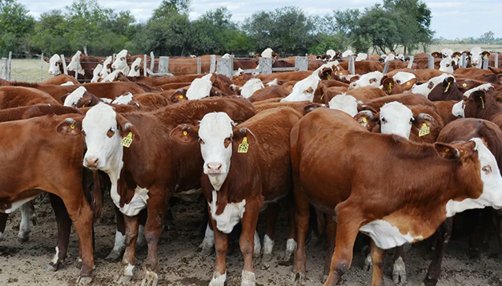 Desafío carnes: buscan reducir 30% el impacto ambiental de la producción ganadera para 2030
agroalimentando.com/nota/13952