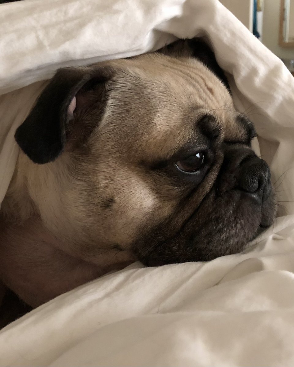 MaxiPugladiator's tweet photo. “I dreams da impossible dreams…” 💭-Max
#max #pugladiator #pug #dog #zen #thoughts #Dream #Dreamer #Faith #peace #InnerPeace #Spirituality #wonderyears #energytwitter #PositiveEnergy #PositiveVibes #love #imagine #Loveyou #imagination #VeteransDay #loveyoutothemoonandback 🙏🏻 https://t.co/2Tum8SrwtG