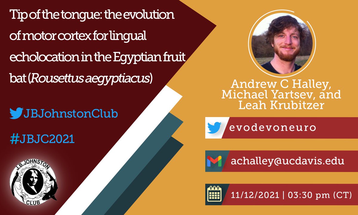 JBJohnstonClub's tweet photo. And much, much more tomorrow at #JBJC2021! 👏🏼
Exciting presentation by @evodevoneuro on the #evolution of the #motor cortex for lingual #echolocation in the Egyptian fruit bat! 🦇
#EvolNeuro #AcademicTwitter #AcademicChatter #Science #data #research #news #scicomm #neuroscience https://t.co/VPxQagf7Rl