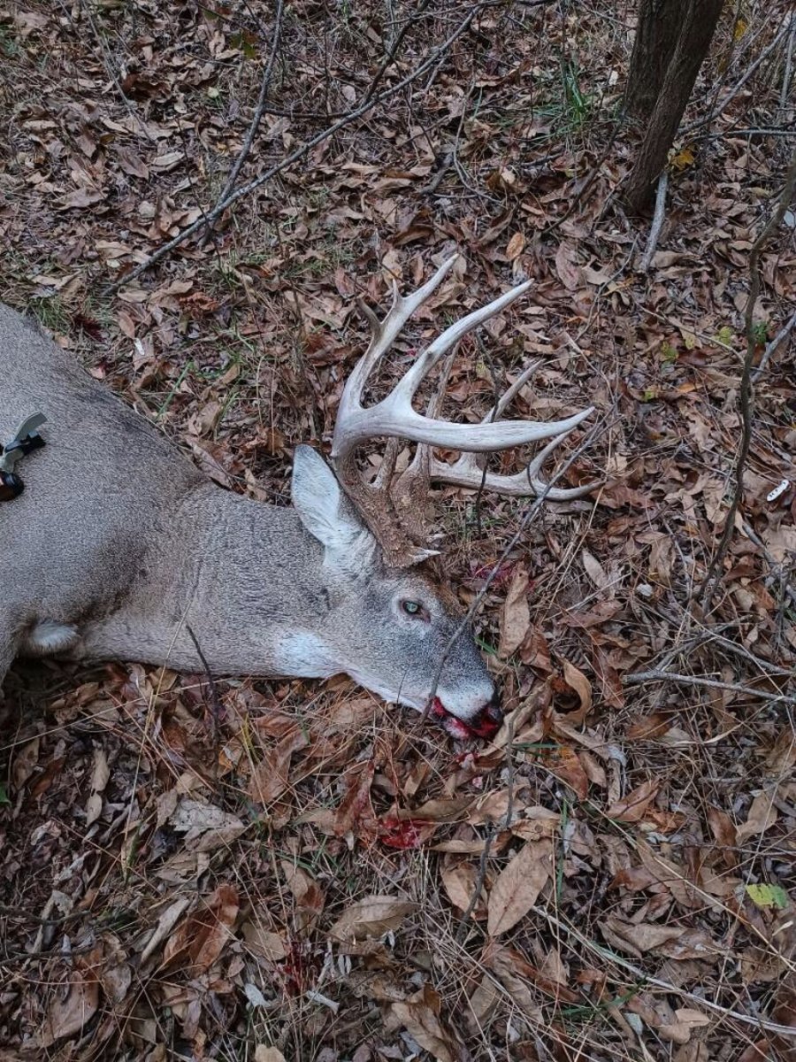 STATOutdoors's tweet photo. Target buck down! https://t.co/2ph82yUe2o