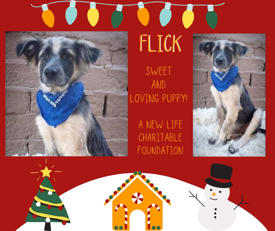 sdshelters's tweet photo. 🎅🏻🐾Santa Paws Mega Adoption Event🎅🏻 at Grossmont Center on December 11th would like you to meet Adoptable Flick from A New Life Charitable Foundation!
Flick is a Shepherd mix boy. He is good with dogs and kids. Playful and happy puppy. 
https://t.co/SyhcWs3V4u https://t.co/HwiQgrrP1L