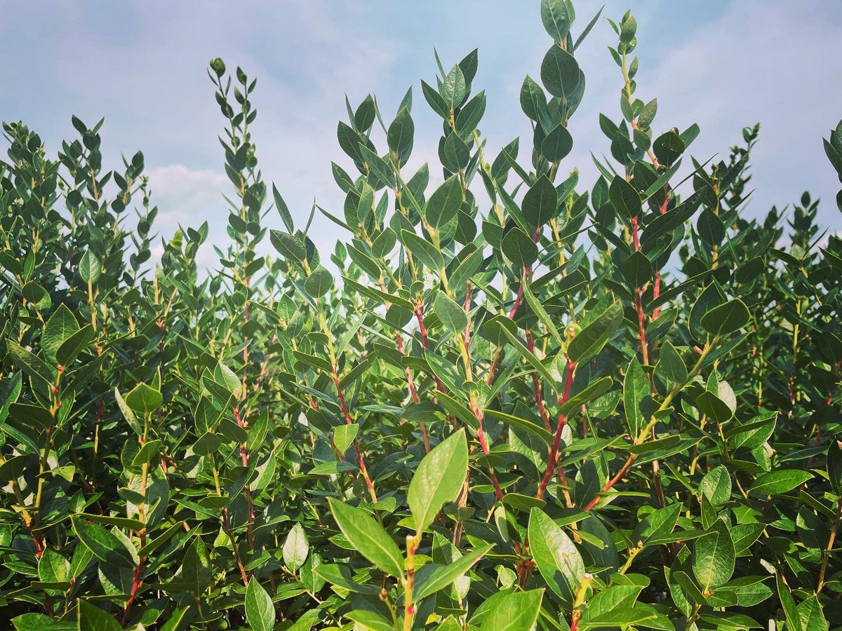 EstefaniaTav's tweet photo. This week selecting new genotypes for the next round of potential tasty and high quality blueberries π«π©π»βπΎπ- Enjoying every opportunity to the field! πͺπΌπ#BlueberryBreeding #PlantBreedingPhD #UF https://t.co/91WEX0HrXV