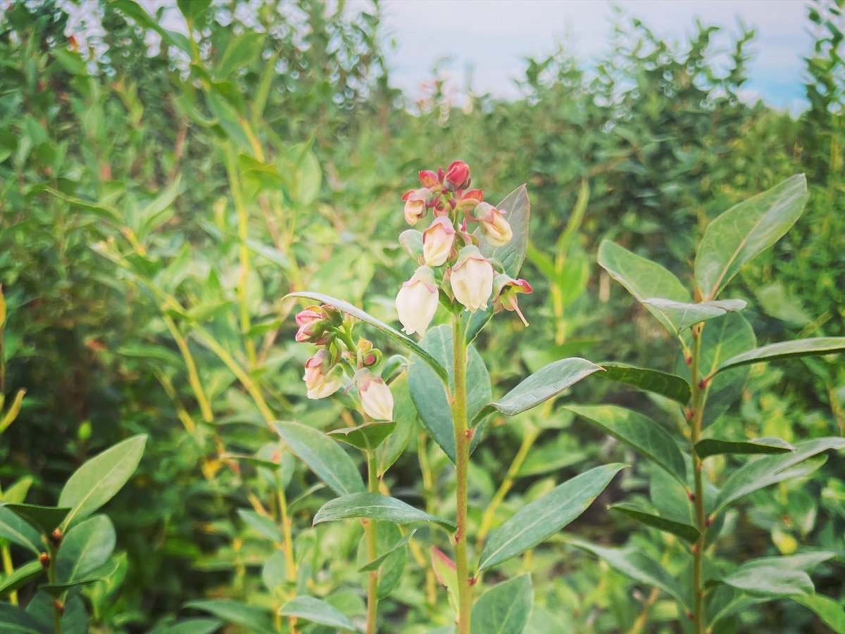 EstefaniaTav's tweet photo. This week selecting new genotypes for the next round of potential tasty and high quality blueberries π«π©π»βπΎπ- Enjoying every opportunity to the field! πͺπΌπ#BlueberryBreeding #PlantBreedingPhD #UF https://t.co/91WEX0HrXV