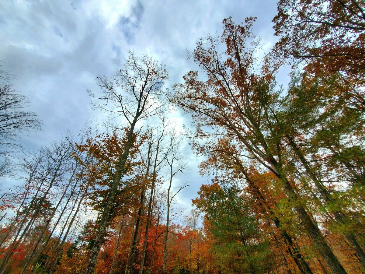 StarshpsNStrpes's tweet photo. Happy 11:11 from Tennessee as the fall leaves slowly disappear and the sky comes back into view 🍁🍂 #1111Portal #happy1111 #shifting https://t.co/MtNM2NdrSM