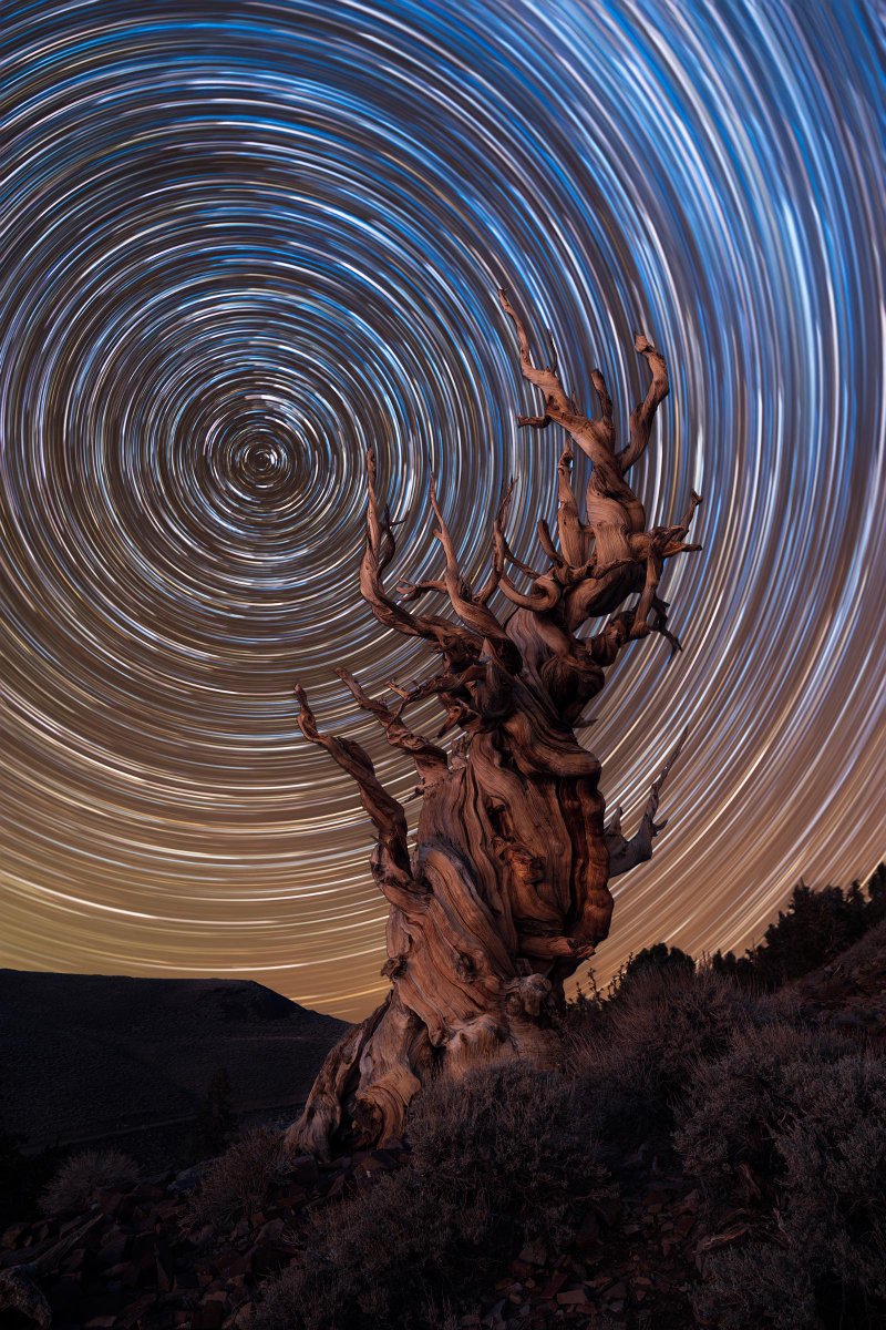 Star trails facing north towards one of the oldest trees in the world