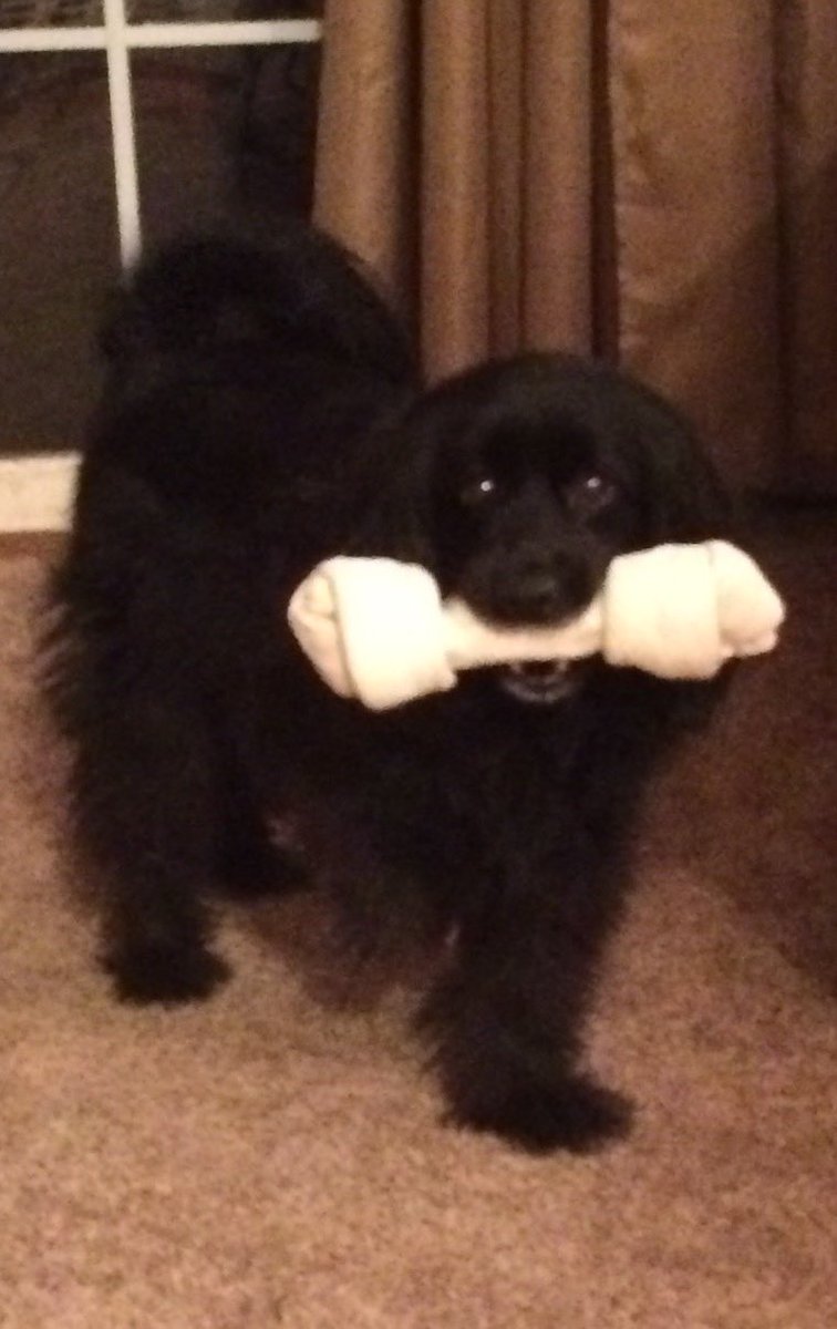 mark_shook's tweet photo. @DanaPerino Love Percy’s name! This is Divot, 11 years old but acts like a puppy. https://t.co/FR7bfhQj2b