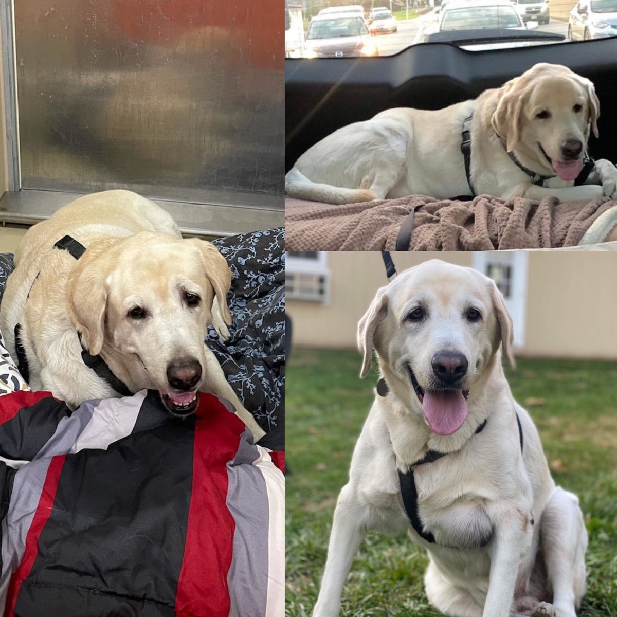 When we saw his this boy's sad face on <a href="/ACCTPhilly/">ACCT Philly</a>'s urgent list today, we knew we had to step up and save him. He was having trouble walking and his body was riddled with masses - which, in an overcrowded shelter - placed him at risk. Welcome to All 4 Paws, Prince 👑