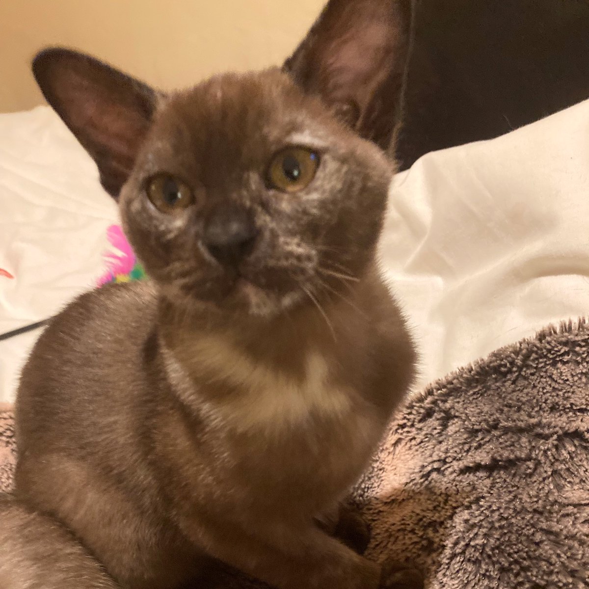 Hello Everyone! How are you all? I'm back and I'm afraid you'll be of the sight of my latest book (printed at the end of the month) so watch out. Am collecting Burmese kitten - Rigby (and Pellor) on Sat.