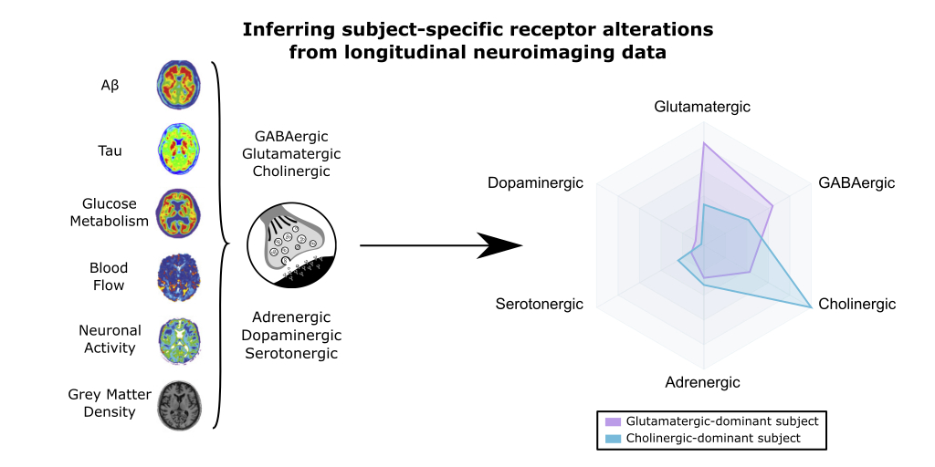 Brain1878's tweet photo. Khan et al. use a personalized, multimodal computational model of the brain to identify neurotransmitter receptor changes in Alzheimer’s disease. https://t.co/Cdop7Ox8qO https://t.co/qqzdkSNRSt