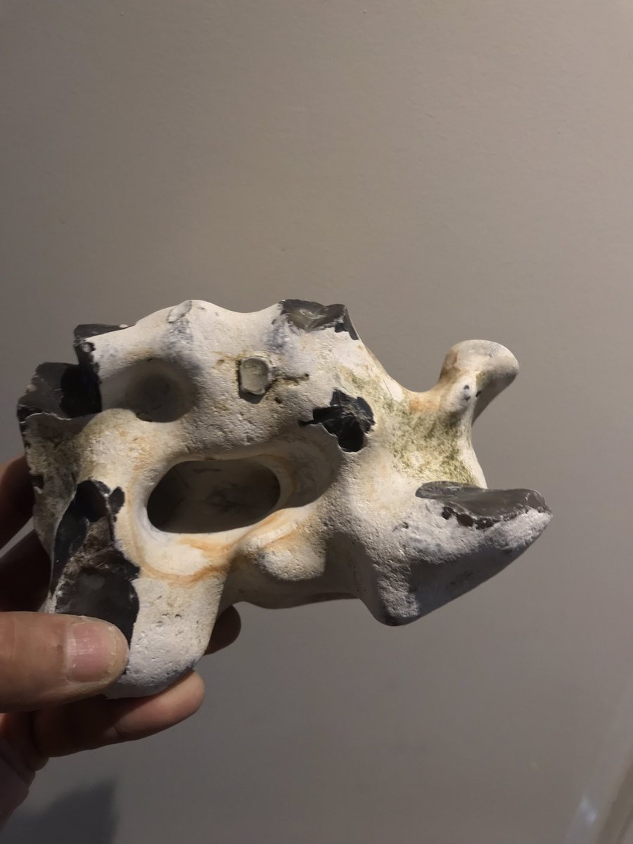 SX88428589's tweet photo. @NHM_London 

There is a whole chain of them. It took too long getting these out as they all seem interlinked so I got bored and left them. Funny shaped things! https://t.co/voGYvT16GI