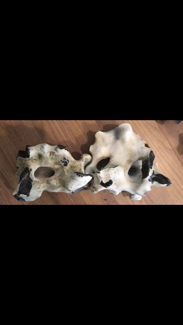 SX88428589's tweet photo. @NHM_London 

There is a whole chain of them. It took too long getting these out as they all seem interlinked so I got bored and left them. Funny shaped things! https://t.co/voGYvT16GI