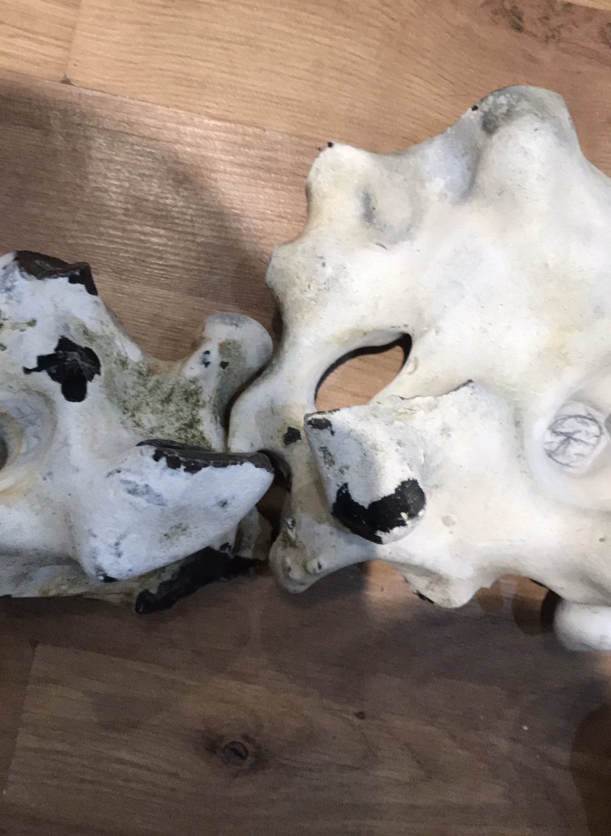 SX88428589's tweet photo. @NHM_London 

There is a whole chain of them. It took too long getting these out as they all seem interlinked so I got bored and left them. Funny shaped things! https://t.co/voGYvT16GI
