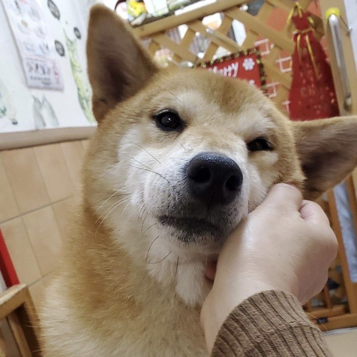 hogokencafeten1's tweet photo. 🐾新メンバー🔰ご紹介🐾
⭐️#柴犬 のつゆり💕4歳 女の子 体重10.1キロ🐶綺麗なお顔だちのとっても美人なつゆりちゃん❤️人は大好きだけど、他のワンコ🐶はちょっと苦手かも😅つゆりちゃん💕だけを大事にして下さる優しいご家族👨‍👩‍👦‍👦を待ってます✨☎️06-6352-8311 平日は12時〜20時
#保護犬カフェ #里親募集 https://t.co/rVkMTLzYCV