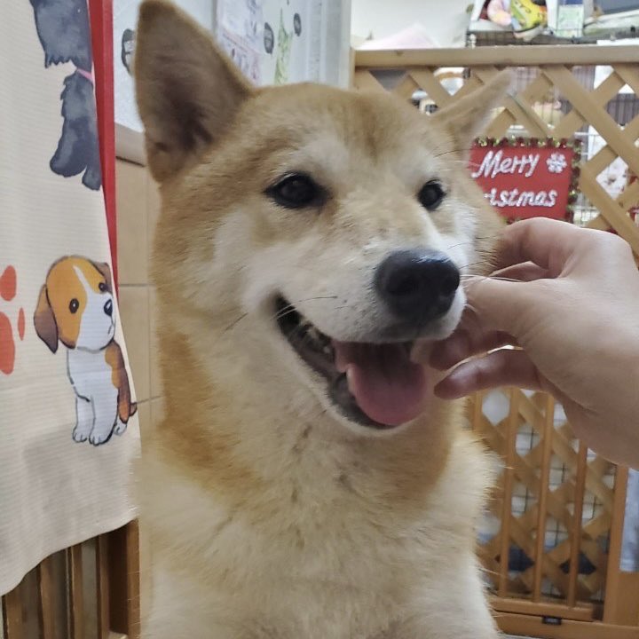 hogokencafeten1's tweet photo. 🐾新メンバー🔰ご紹介🐾
⭐️#柴犬 のつゆり💕4歳 女の子 体重10.1キロ🐶綺麗なお顔だちのとっても美人なつゆりちゃん❤️人は大好きだけど、他のワンコ🐶はちょっと苦手かも😅つゆりちゃん💕だけを大事にして下さる優しいご家族👨‍👩‍👦‍👦を待ってます✨☎️06-6352-8311 平日は12時〜20時
#保護犬カフェ #里親募集 https://t.co/rVkMTLzYCV