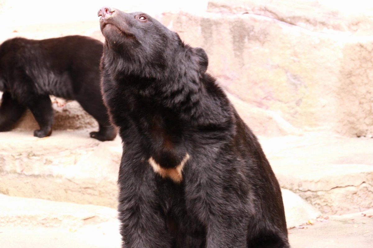 自由なクマ様 715zY5KmNVL._AC_SY200_QL15_.jpg