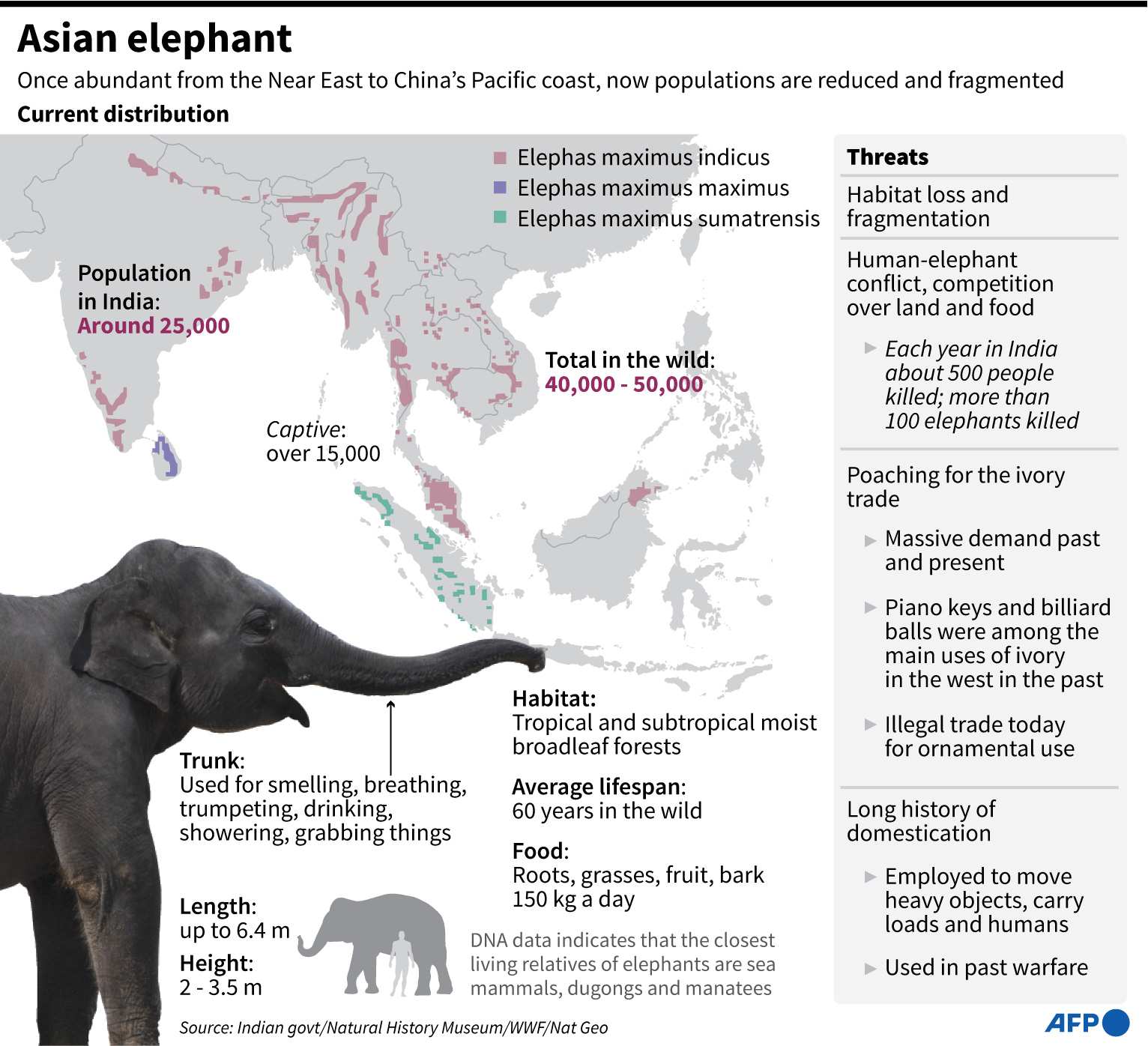 Asian Elephant Population Graph Chart Of The Week #1: Is The Elephant