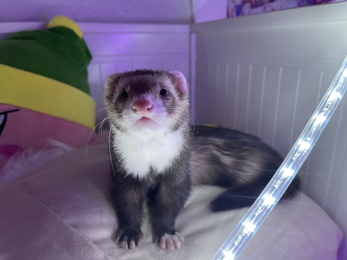 Just a Bonk appreciation post. She might be really mean to me but she’s the best ferret matriarch a business