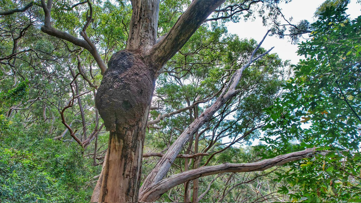 Sent up our drone to check out this termite nest. Yup. A fully thriving Nasutitermes nest, ripe for eradication! #termites