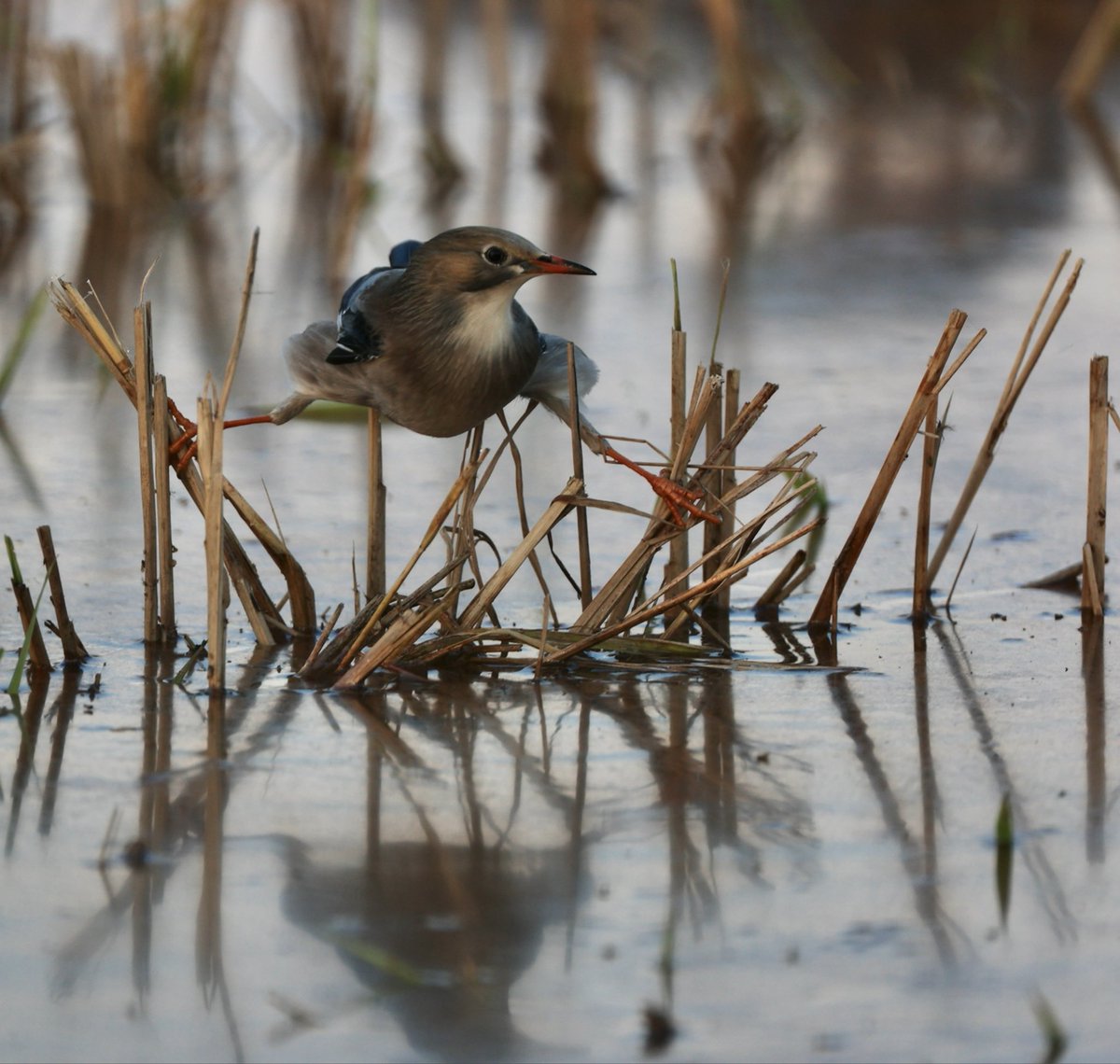 BirdPhotoTours's tweet photo. This Red-billed Starling was one of a group of 500 #birds feeding in this flooded stubble field shortly before dusk yesterday in #Jiangxi Province, on the eastern coast of #China [https://t.co/wDRr63SPlc]. https://t.co/cs3JQAq28m