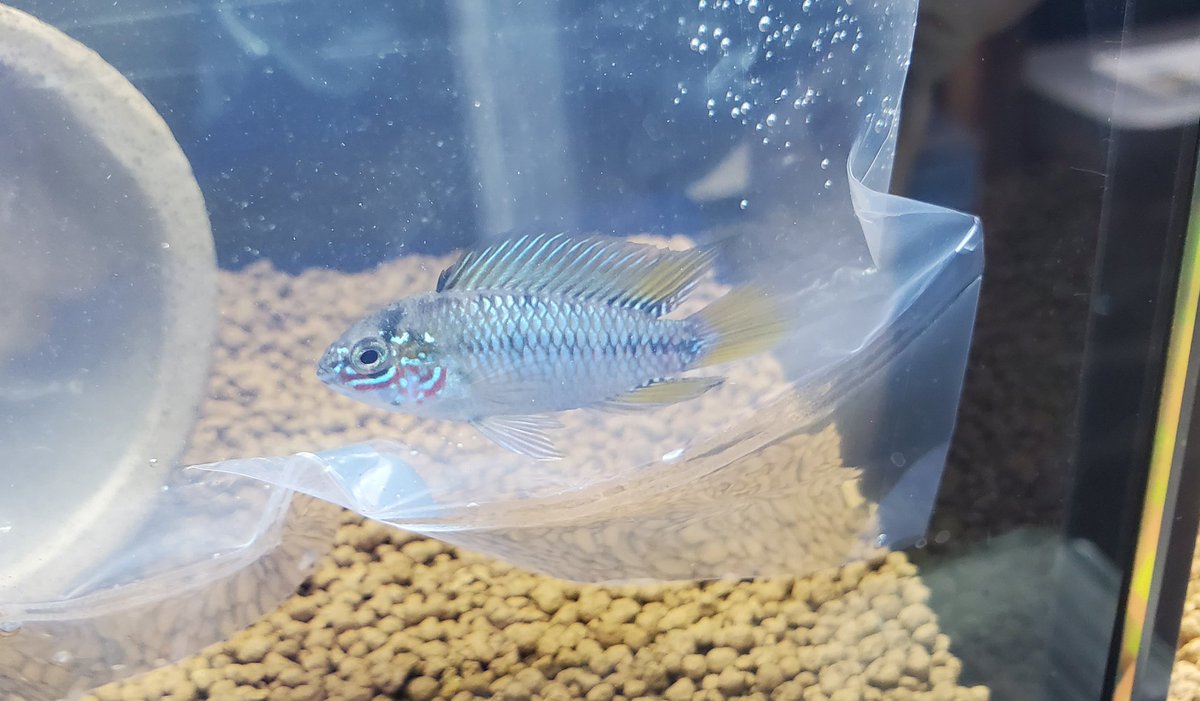 ヒロセペット谷津本店 Hirosepet Yatu טוויטר