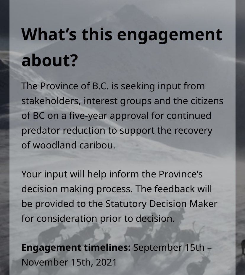 Running Wolfie tweet media