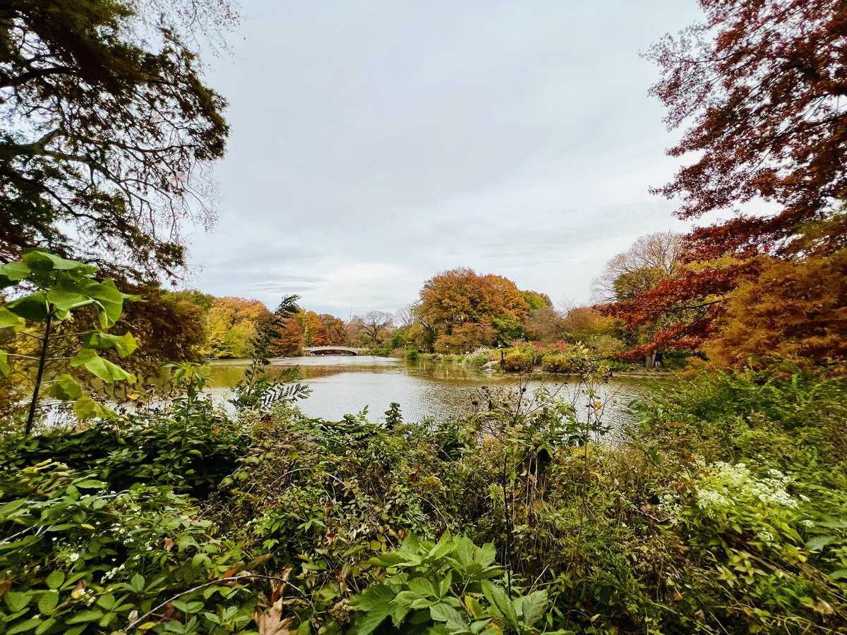 maiderings's tweet photo. 1 hour stroll in Central Park series - first half #fall #nyc ⁦@CentralParkNYC⁩ https://t.co/NvM2T6S5oP