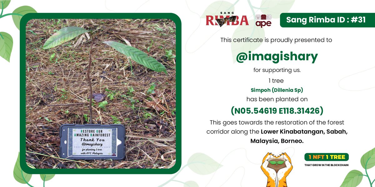 imagishary's tweet photo. Look what I receive in my inbox today. The certificate for the tree I “planted” from NFT I purchase from @rimbamy! 

This is one of my favourite initiative on @pentas_io. Go check their “Sang Rimba” out to get your tree planted too. 🌳 https://t.co/fNzYXPVyb8
