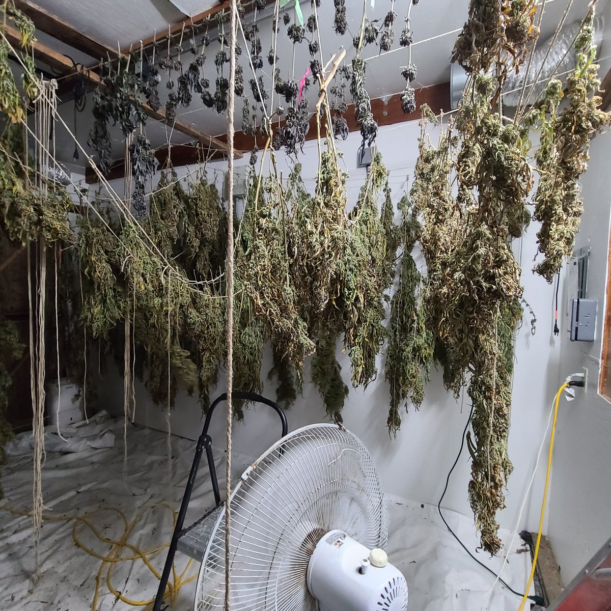 BlueGrassCanna's tweet photo. Today's project of dry farmed goodness. (Not mine. Just bucking for a friend.) Sorry for no new episode. Wifi is still out so upload is hard. 

#cannabis #trimmigrant #farming #cannabis #podcast https://t.co/hkx0kBGpje