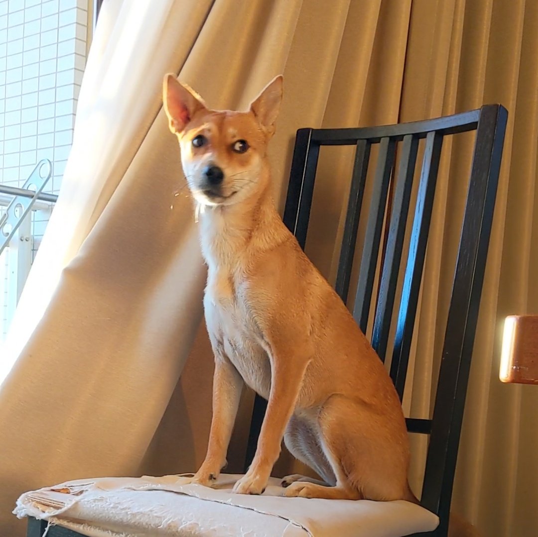 Chisa 柴柴 시바 Shibainu 保護犬 柴犬のいる暮らし T Co F5ykg6wjug Twitter