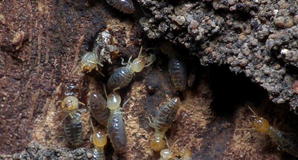 pestctrlheroes's tweet photo. How To Get Rid Of Termites In Trees? – Suspecting there might be termites in trees near your house? Learn the signs of termites in trees and know what to do about it!

#termitesintrees #pestcontrol #termitenestintr... https://t.co/TOxwySNN5V https://t.co/eVbVWbfnun
