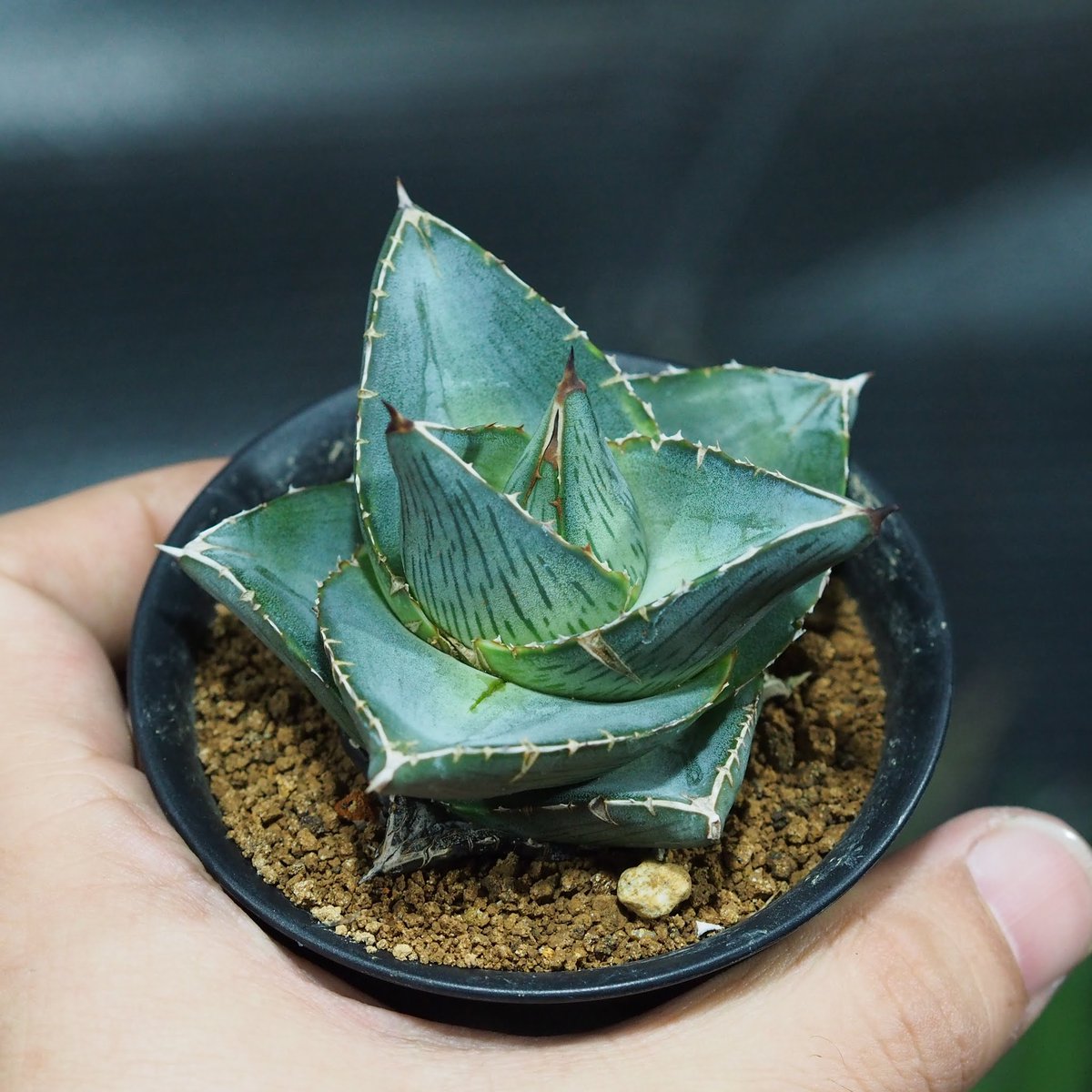 アガベ プミラ - pumila｜多肉植物図鑑 Agave planter アガベ プミラ