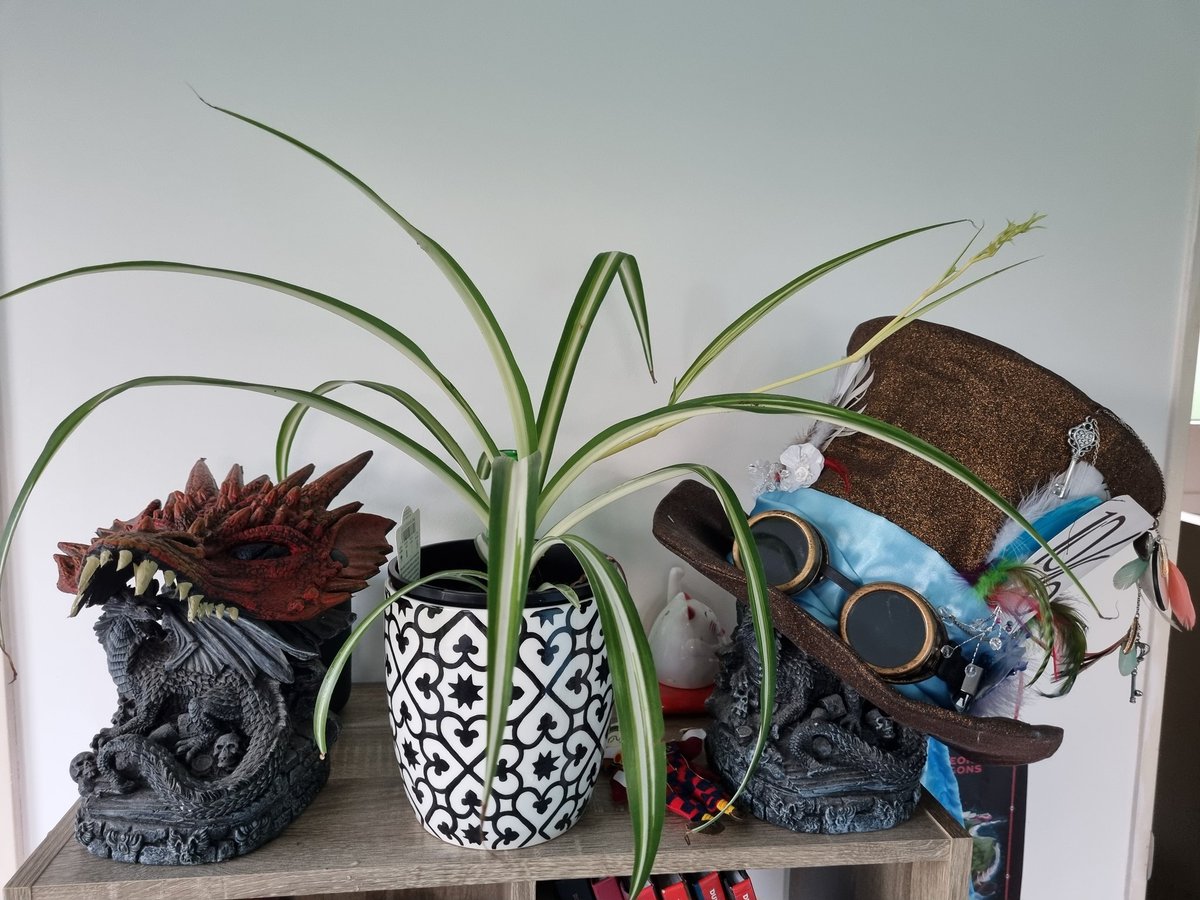 JulzBurgisser's tweet photo. Proud Plant Mum. This is the first plant that has survived more than a week with me. I think I'm doing it!
I mean, I think the spiderplant sprout seems like a good sign. Right? 🪴💖
#newplantmum #proud #pleaselive https://t.co/9RJPChzGg1