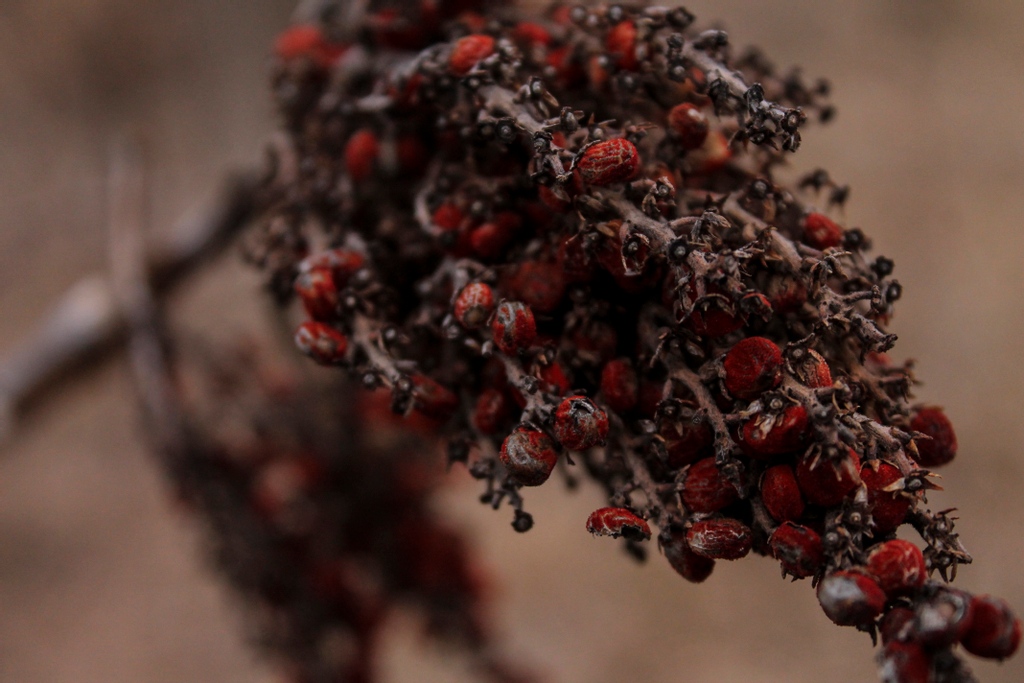 Platte Basin Timelapse tweet media