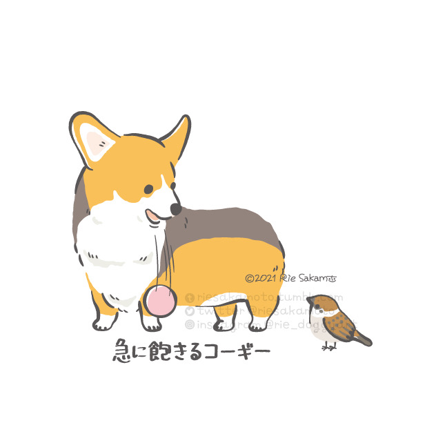 「柴犬」のTwitter画像/イラスト(人気順｜RT&Fav:50)｜21ページ目