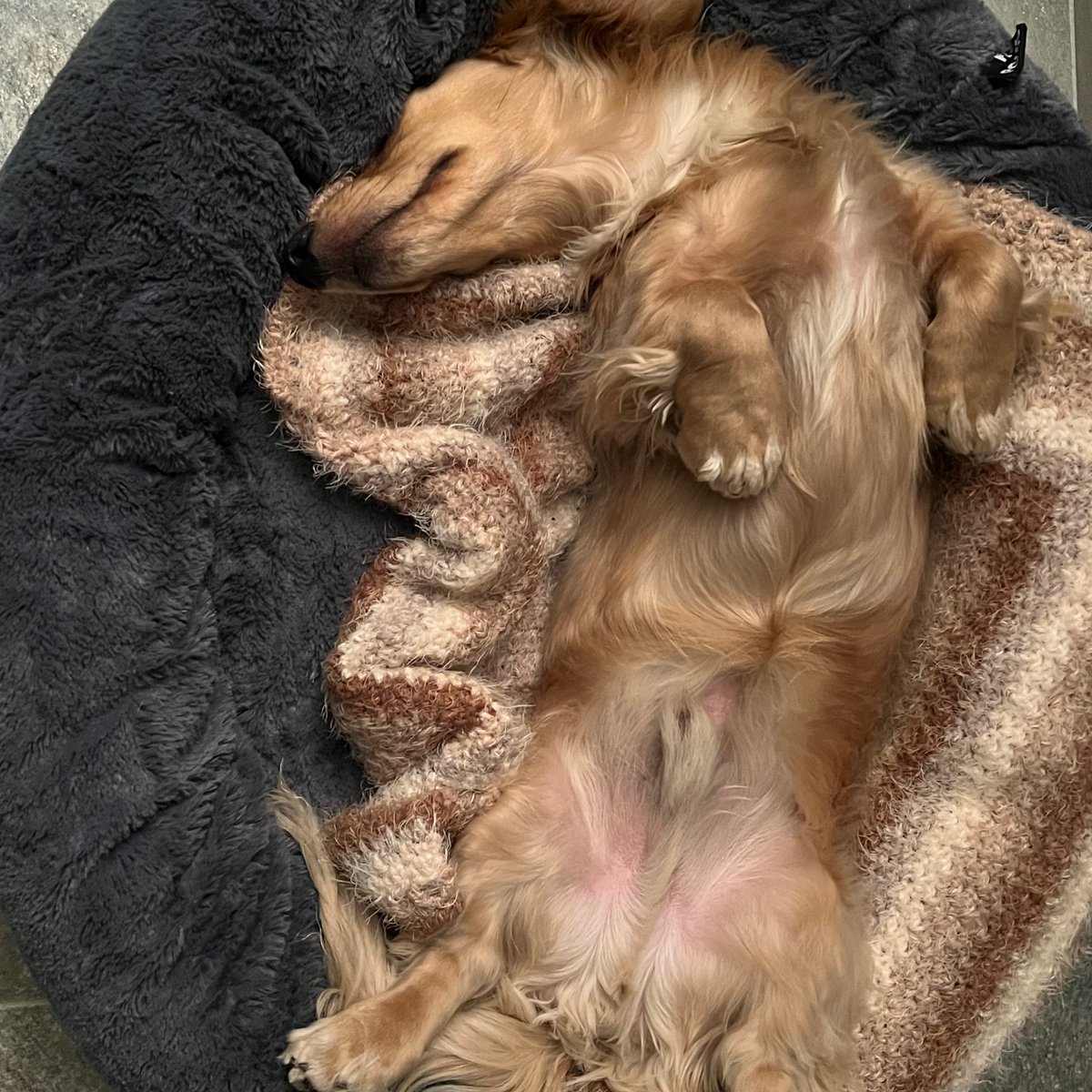 walter_fergus's tweet photo. Walter Fergus the #dachshund is a Chillax Level Expert…#hootdogs https://t.co/NZLBv9jUzs