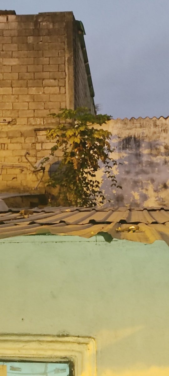 No se aprecia la fruta por la distancia pero es para que vean donde está mi arbolito. Otro día le tomo foto desde el techo
