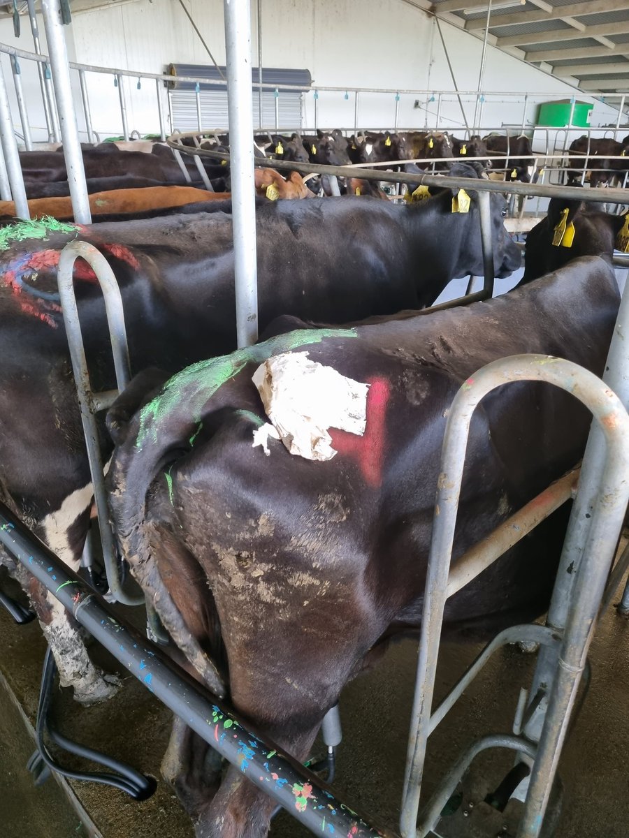 dairymanNZ's tweet photo. Trialling a new green initiative where I give each cow their own supply of toilet paper #FarmingWithKreg #GoodOnFarm https://t.co/XiakWUEZS3