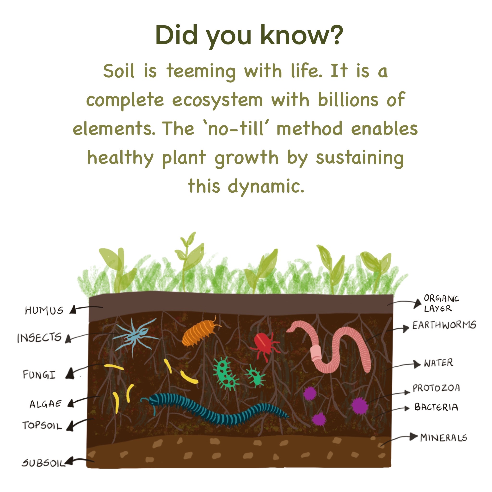 Permaculture Soil Health: Secrets to Thriving Gardens