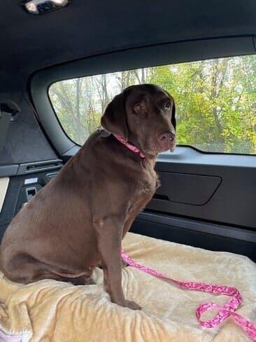 BrooklineLabs's tweet photo. #RESCUERIDE - Meet Beauty Stay tuned to our website (https://t.co/3VfA2vykTB) for her blog once her foster family learns more about her. Welcome to Brookline, Beauty.
#BrooklineLabs #fosteringsaveslives #AdoptableLabs #labradtorretrieverrescue #RescueRide https://t.co/eKR344kyGP
