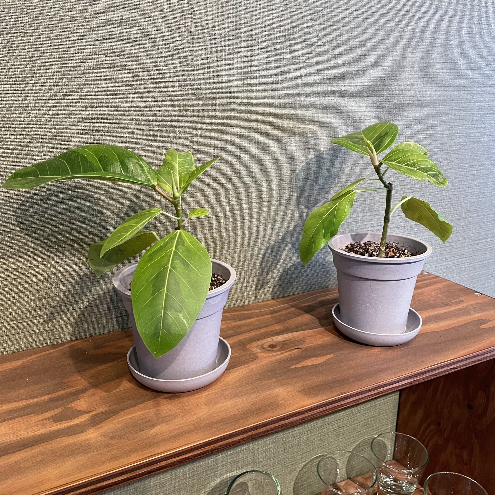 Spicy Curry Wanya 以前お店の片隅でヒョロヒョロと伸びていた フィカスアルテシマ を剪定して挿しました 欲しい方いたらお声がけください T Co U0q4tdcnnw Twitter Spicy Curry Wanya 以前お店の片隅でヒョロヒョロと伸びていた フィカスアルテシマ を剪定して挿しました 欲しい方いたらお声がけください T Co U0q4tdcnnw Twitter