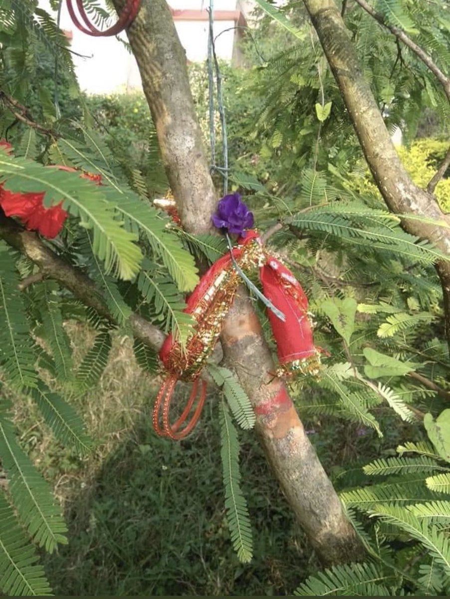 AMITABHTHAKUR21's tweet photo. #AkshayaNavami #AnwalaNavami ...On this day we cook food under #Anwala tree, symbol of Lord #Vishnu for good health & prosperity. At #Sakshigooal one gets #Radhapada Darshan today. May #LakshmiNarayana bless all with good health @SJTA_Puri @JagannathaDhaam @Somnath_Temple @iskcon https://t.co/80GnFq0YPw