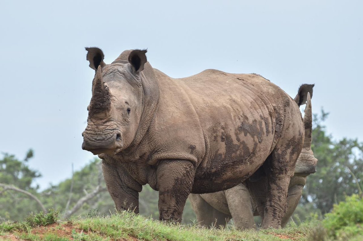 rhisotope's tweet photo. The recent rains have been such a blessing. Igor and Denver have been thoroughly enjoying the rain, and mud that comes along with it! #Therhisotopeproject #rhino #savingwithscience #conservation #wildlifephotography https://t.co/KMgVhUSStf