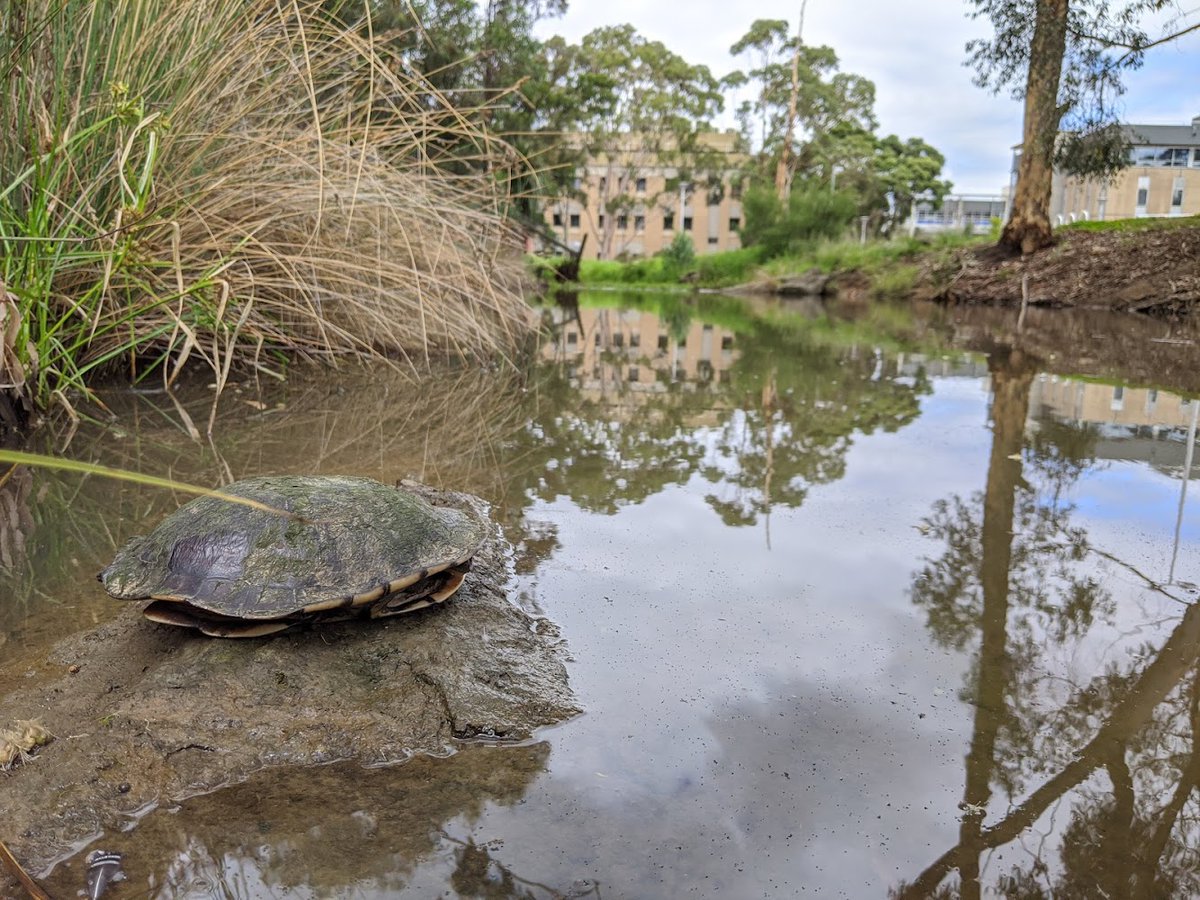 latrobe's tweet photo. Have you ever spotted one of the mysterious moat turtles? Here is unequivocal proof of their existence β meet the majestic Eastern long-necked #ShellBoi π’
π·: @EmilyScicluna i #LaTrobeUni #1MillionTurtles #WildOz https://t.co/5TtSlZuC72