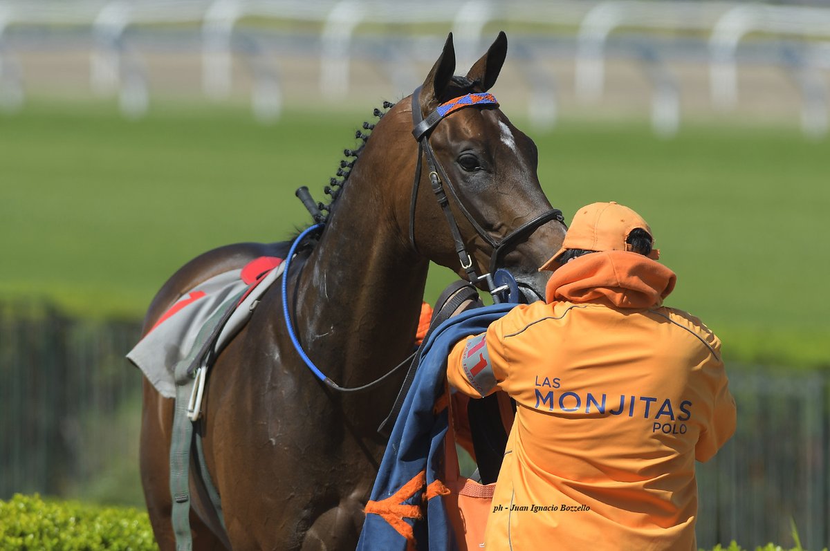 TurfDiario's tweet photo. Inactivo desde que en octubre de 2020 batió al mismísimo Cool Day en el Gran Premio Jockey Club (G1), #Marignac (Equal Stripes) de @lasmonjitaspolo volverá al ruedo el viernes en @HipodromoSI. Será en el Premio North France (2000 m, césped), para titulares de 1 ó éxitos @tomifll https://t.co/TyvTGn9lKe