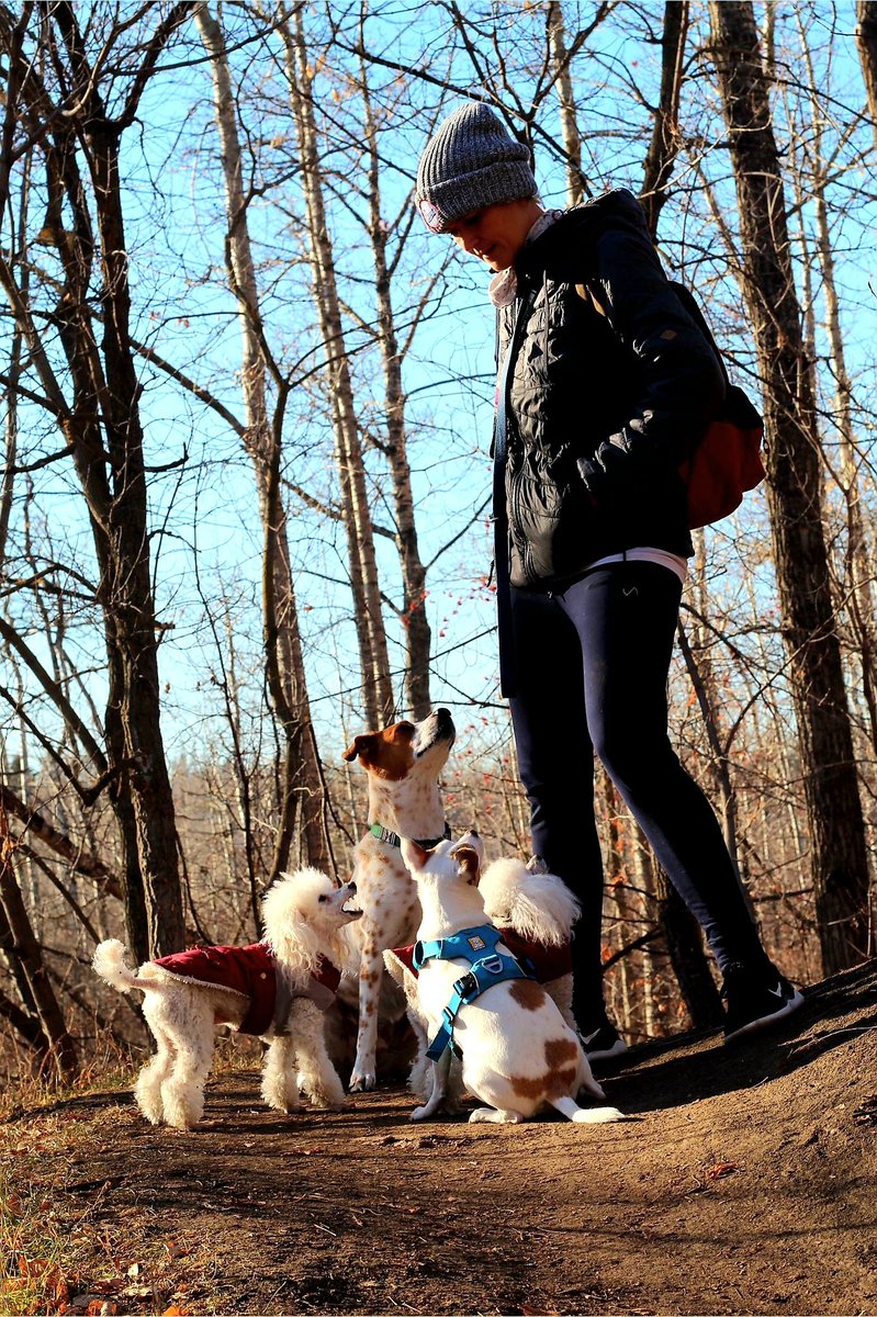 UnleashedExplo1's tweet photo. Love my lil pack β€ #unleashedexplorers #dogpack #yeg #ravine #nature https://t.co/C5qy8jYI0R