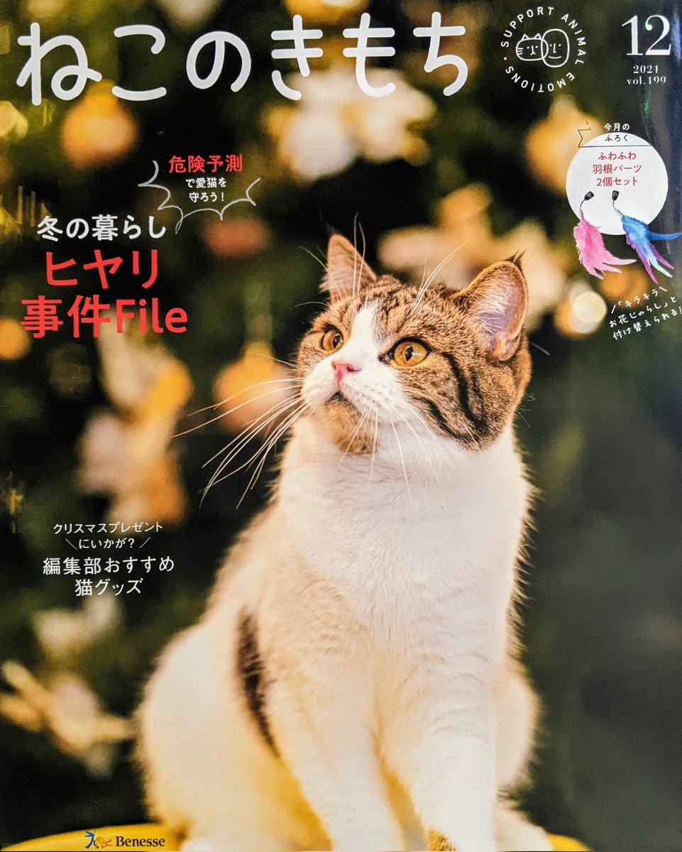 sakuraquiet's tweet photo. ねこのきもち12月号の表紙写真担当しましたー。モデルは川越の猫家さん出身の玉之丞くん。
#ねこのきもち #covercat https://t.co/G4ukJZqHu8