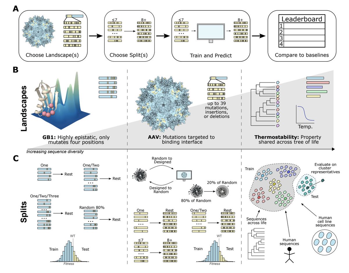 Kevin K. Yang 楊凱筌 (@kevinkaichuang) on Twitter photo A set of benchmark tasks for predicting protein fitness or function from sequence.
<a href="/sacdallago/">Christian Dallago</a> <a href="/Jody_Mou/">Jody Mou</a> <a href="/kadinaj/">Kadina Johnston</a> Bruce Wittmann, Nicholas Bhattacharya, <a href="/samgoldman19/">Sam Goldman</a> <a href="/thisismadani/">Ali Madani</a> and me (<a href="/KevinKaichuang/">Kevin K. Yang 楊凱筌</a>)
biorxiv.org/content/10.110… A set of benchmark tasks for predicting protein fitness or function from sequence.
<a href="/sacdallago/">Christian Dallago</a> <a href="/Jody_Mou/">Jody Mou</a> <a href="/kadinaj/">Kadina Johnston</a> Bruce Wittmann, Nicholas Bhattacharya, <a href="/samgoldman19/">Sam Goldman</a> <a href="/thisismadani/">Ali Madani</a> and me (<a href="/KevinKaichuang/">Kevin K. Yang 楊凱筌</a>)
biorxiv.org/content/10.110…