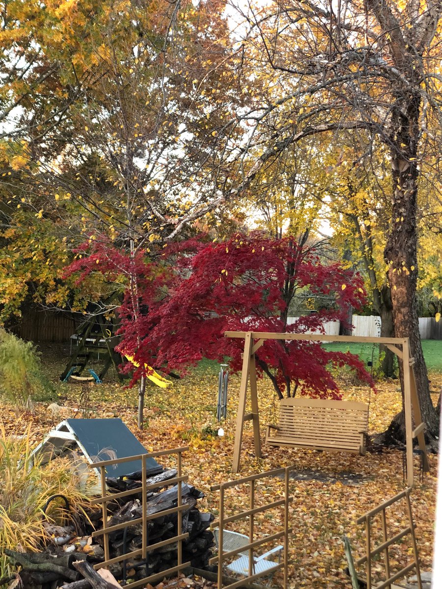 سقوط ورق الأشجار يخبرنا أنه لايُخلق شرا محضا او قبحا لاجمال فيه …حتى بالسقوط جمالٌ خفيّ ونِعَم 🍂